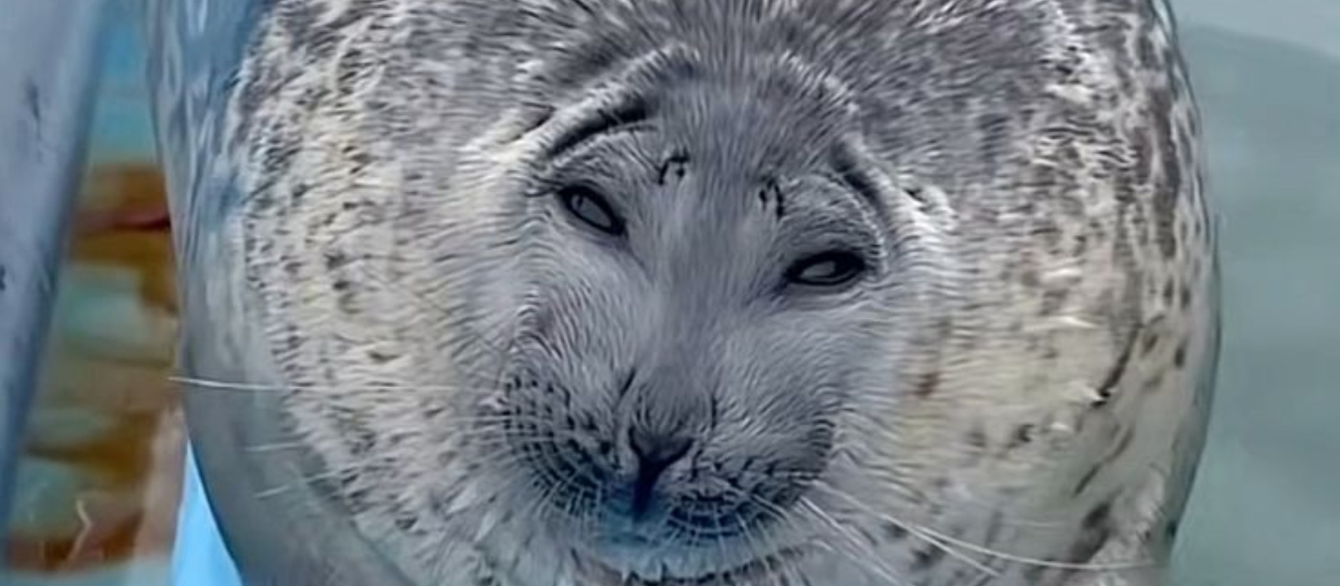 SealSMP banner
